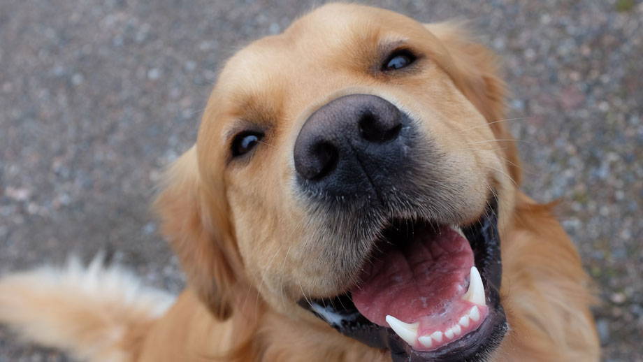 Lächelnder Retriever