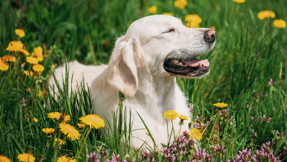 Retriever liegt im Gras