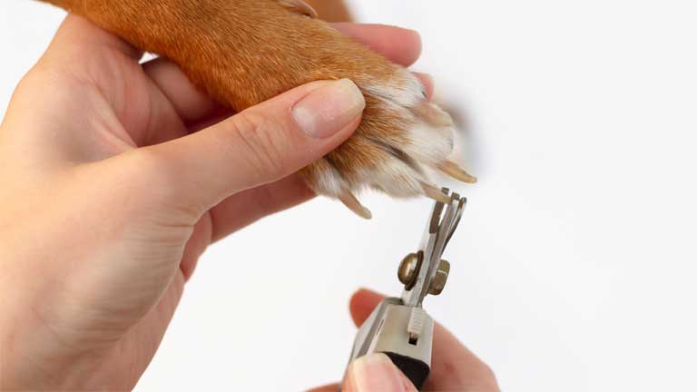 Krallenkürzen Hund: Infos vom Tierarzt