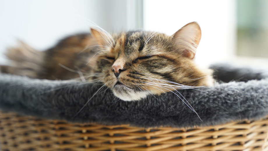 Katze und Weidenkorb