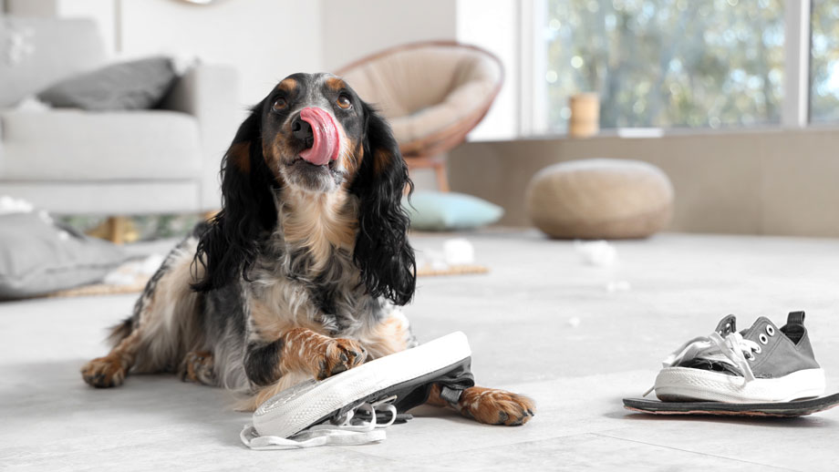Spaniel zerkaut Schuh