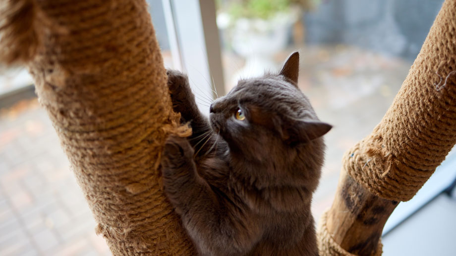 Kratzbaum und Katze