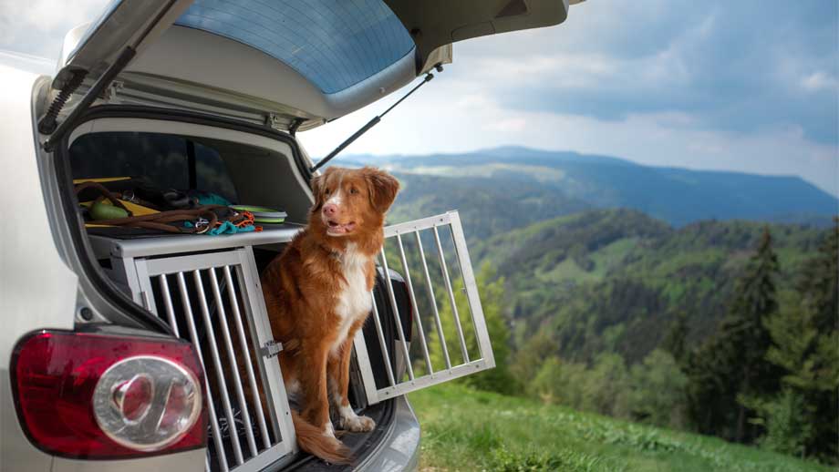 Autofahren mit Hund – so kannst Du Deinen Hund sicher im Auto transportieren