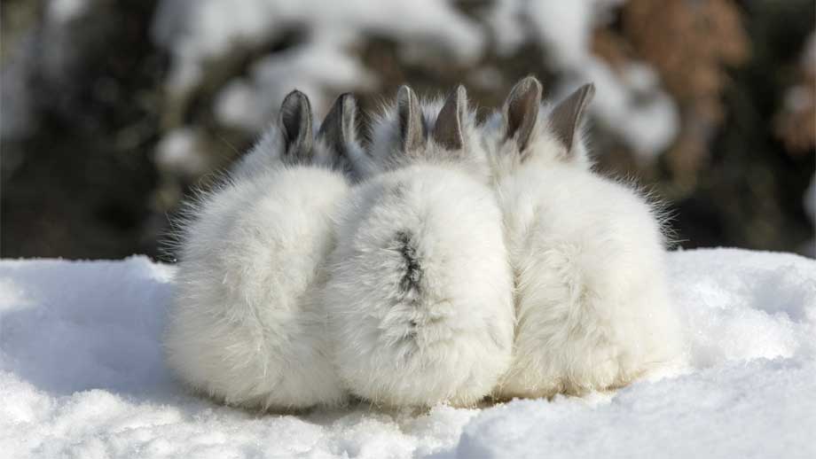 Kaninchen im Winter draußen halten Tipps zur Überwinterung
