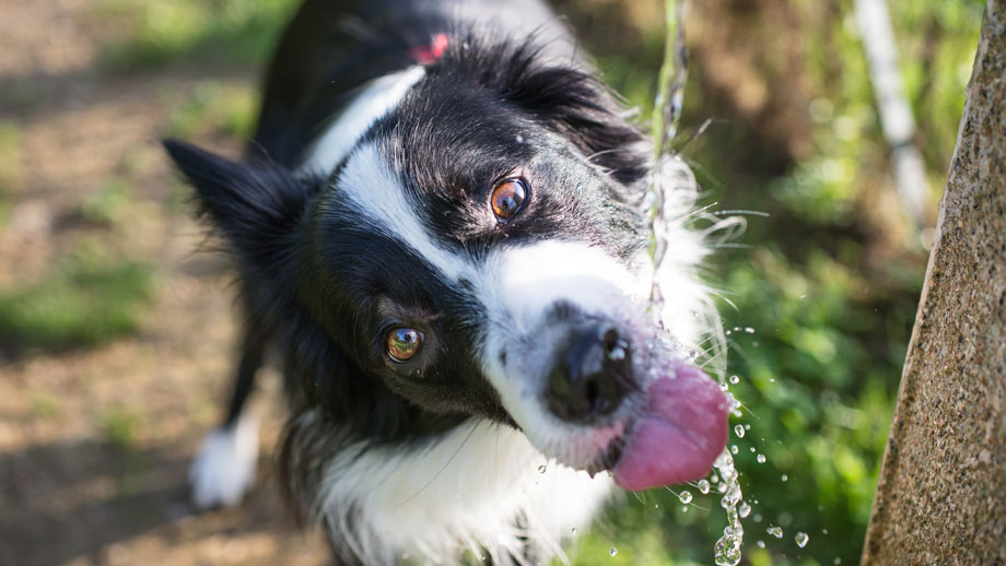 Hund trinkt im Garten