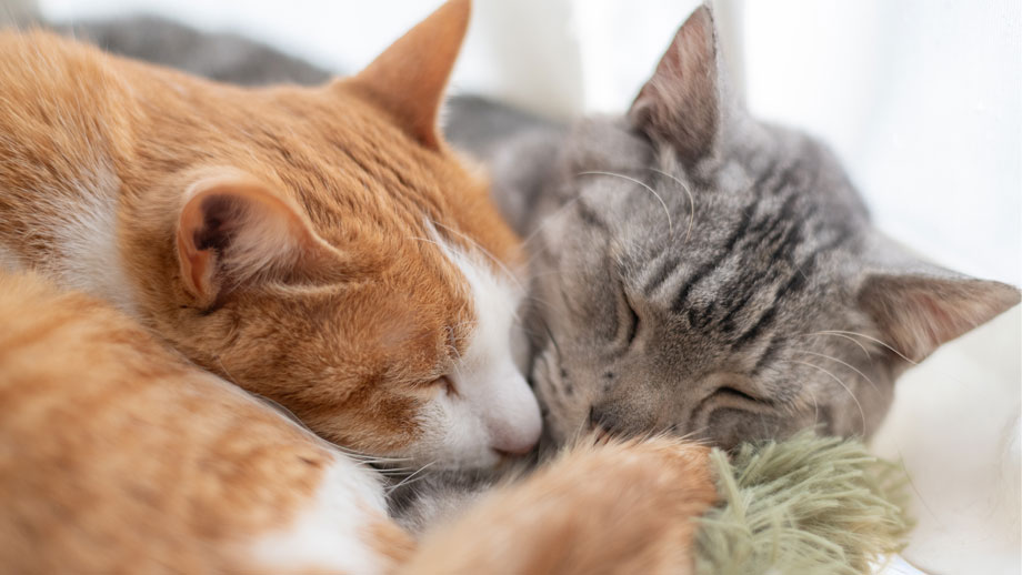 Zwei Katzen