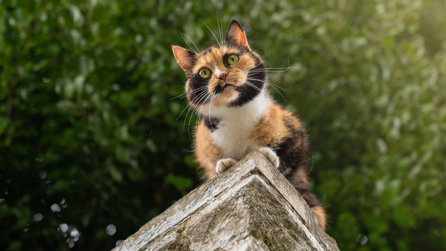 Katze auf Mauer