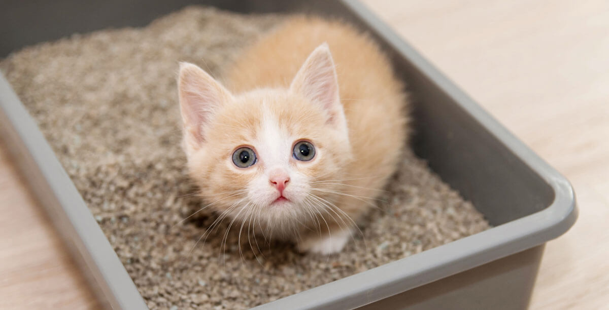 Erstausstattung fr Kitten