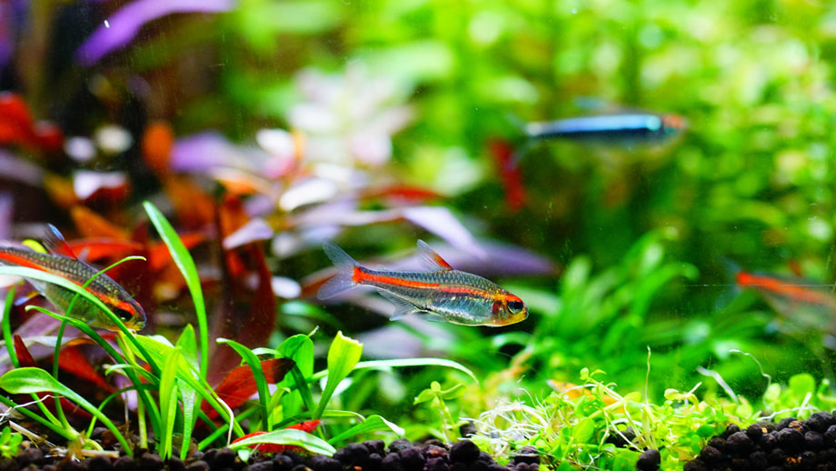 Aquarium mit kleinen Fischen