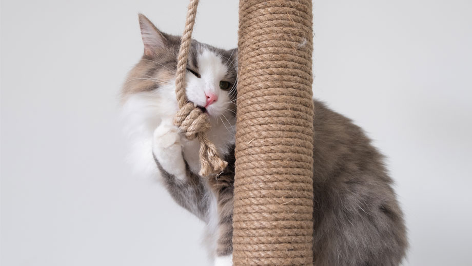 Katze und Kratzbaum
