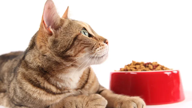 Typisch Katzenmensch Oder Katze Mit Napf