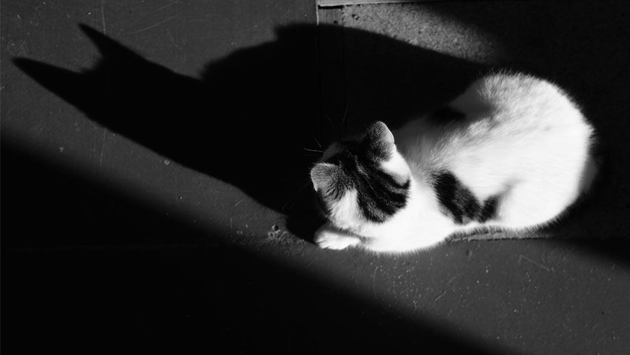 Schwarz-weiße Katze nachts draußen