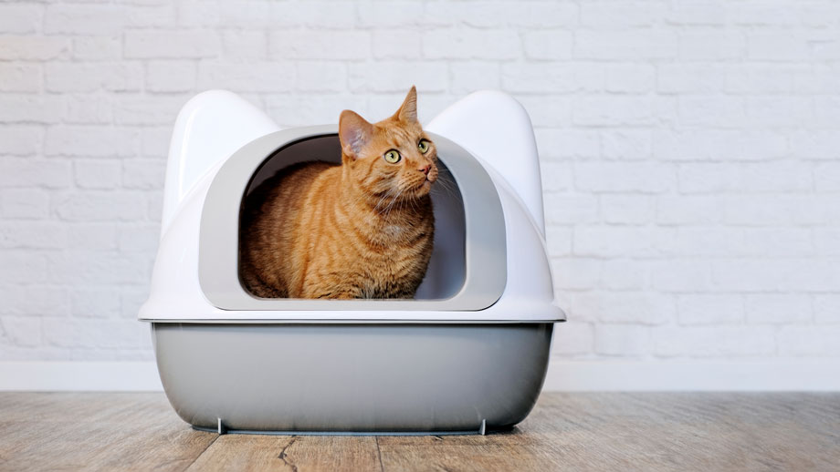 Katze und Katzentoilette