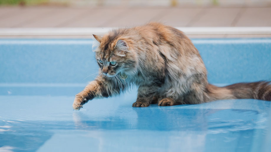 Katze und Swimmingpool