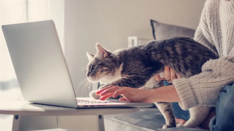 Typisch Katzenmensch Oder Arbeiten Mit Katze