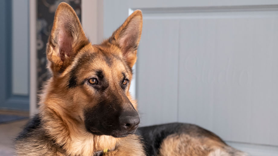 Hübscher Deutscher Schäferhund