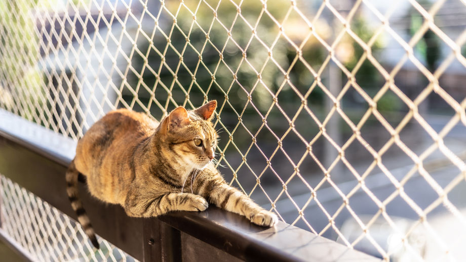 Katze mit Netz auf Balkon