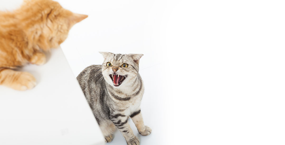 Katzen vertragen sich nicht mehr