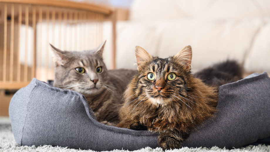 Zwei Katzen und Katzenbett