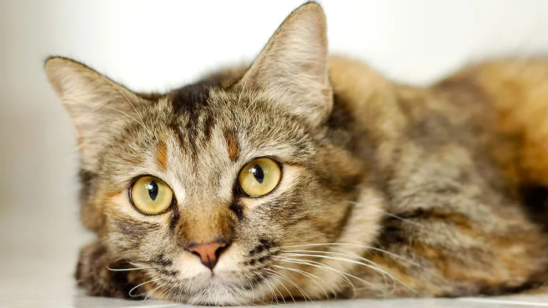 Typisch Katzenmensch Oder Frau Katze