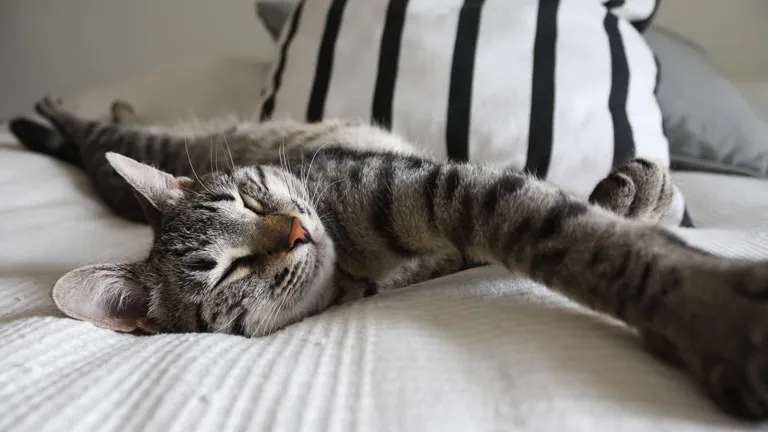 Typisch Katzenmensch Oder Katze Im Bett