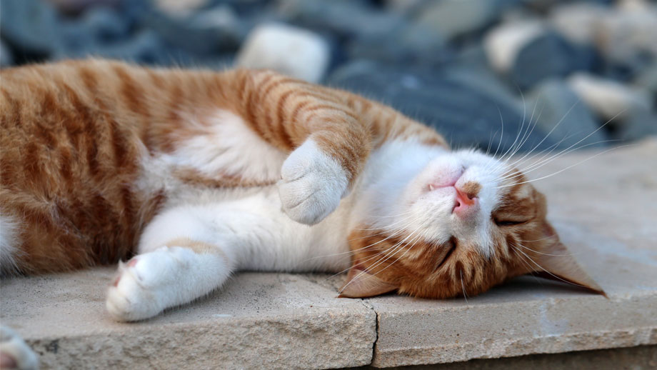 Katze und Mauer
