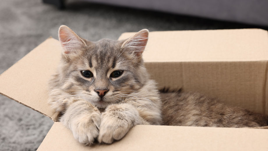 Kleine Katze im Karton
