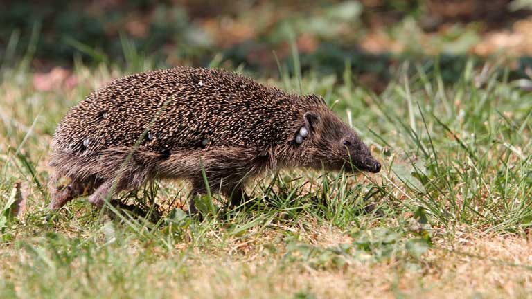 Igel im Garten was tun?
