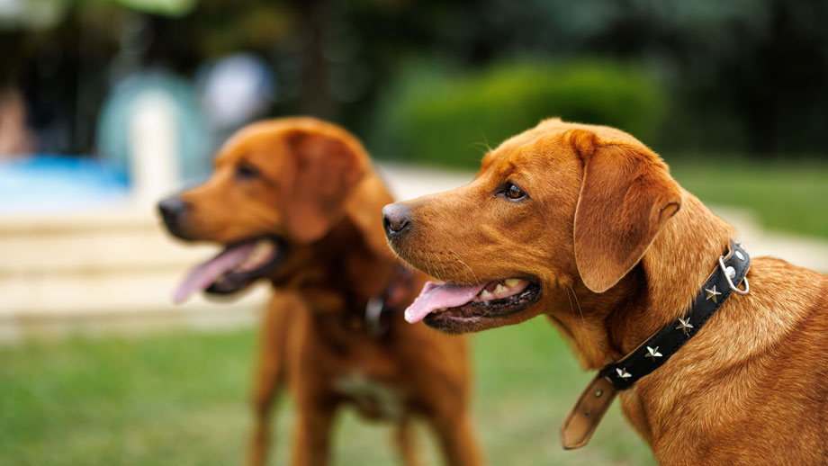 Zwei braune Hunde