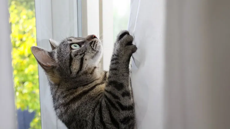 Typisch Katzenmensch Oder Katzen Und Vorhaenge