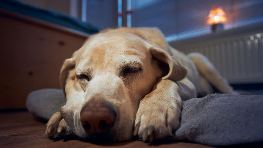 Schlafender Retriever auf Sofa