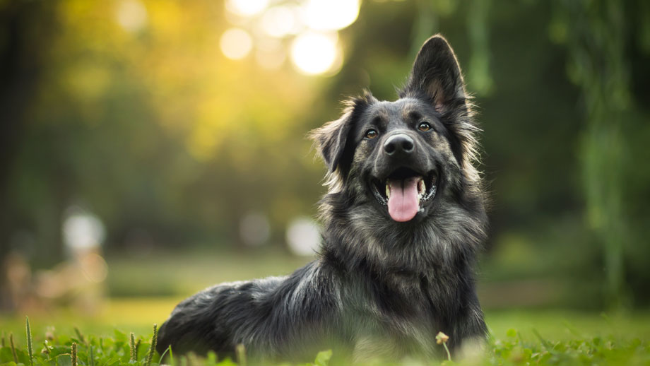 Niedlicher wuscheliger HUnd mit abgeknicktem Ohr