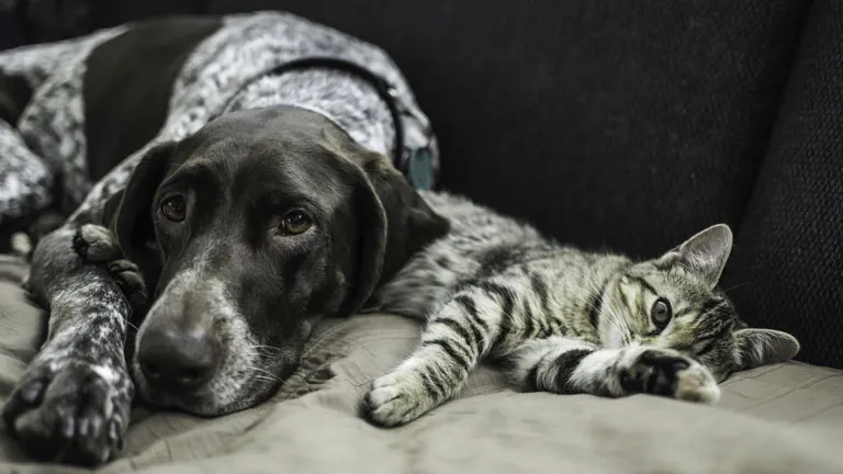 Typisch Katzenmensch Oder Hund Und Katze