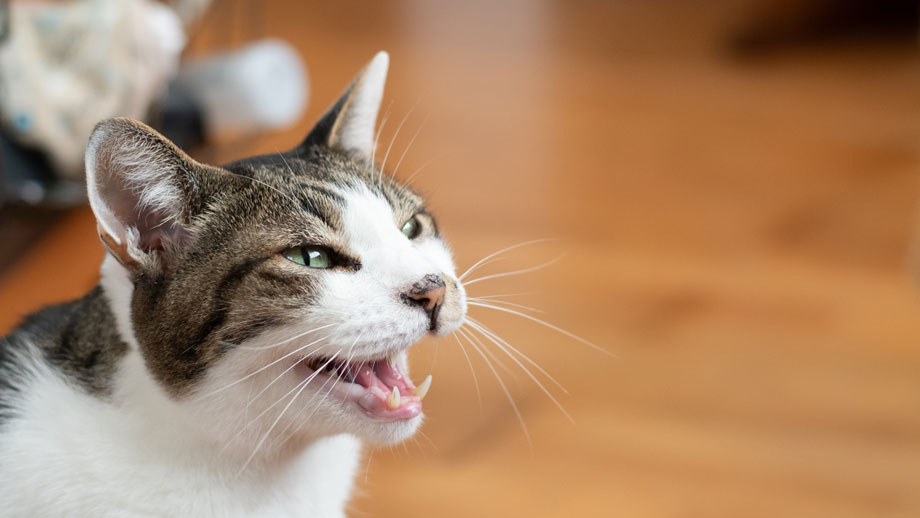 Katze miaut