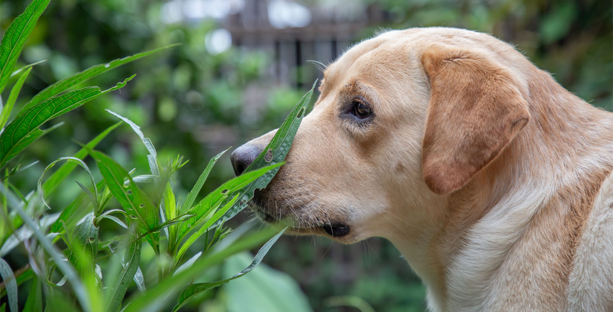 Hund Frisst Schnecken