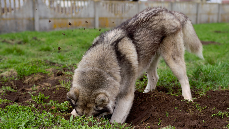 Husky wühlt im Garten