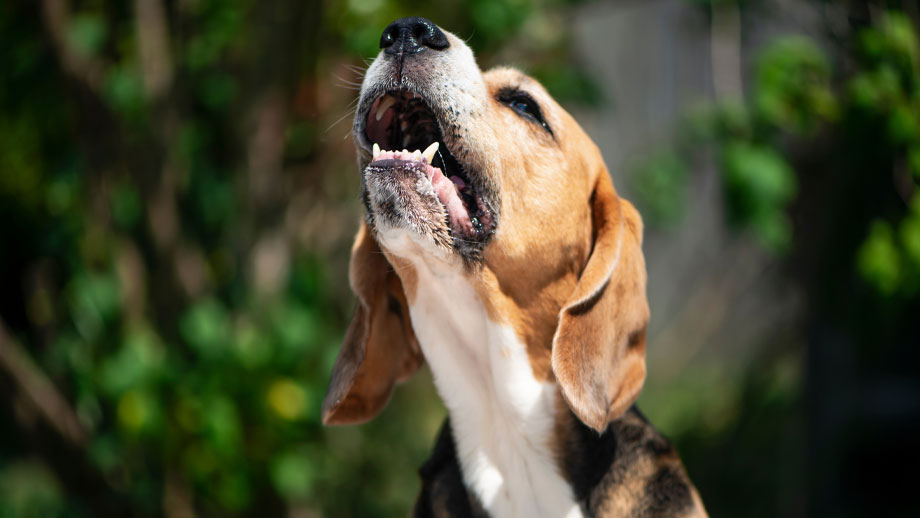 Heulender Beagle