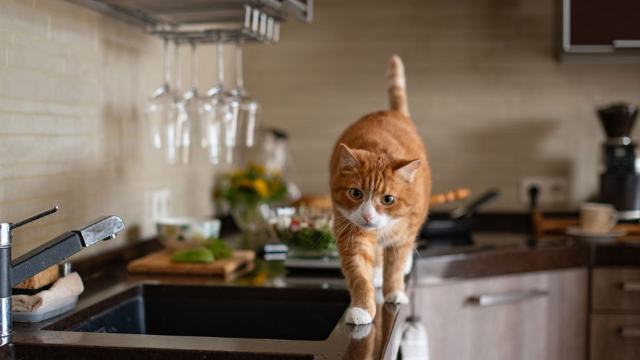 Katze spaziert über Küchenanrichte