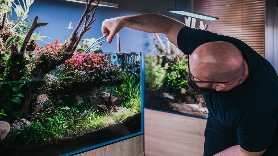 Mann pflegt Aquarium