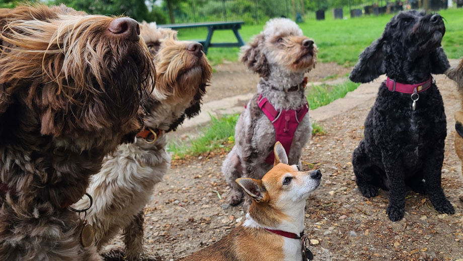 Gruppe unterschiedlicher Hunde