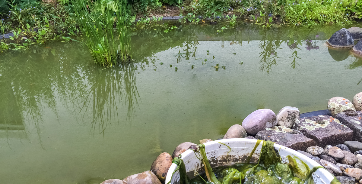 Teichschlamm einfach entfernen