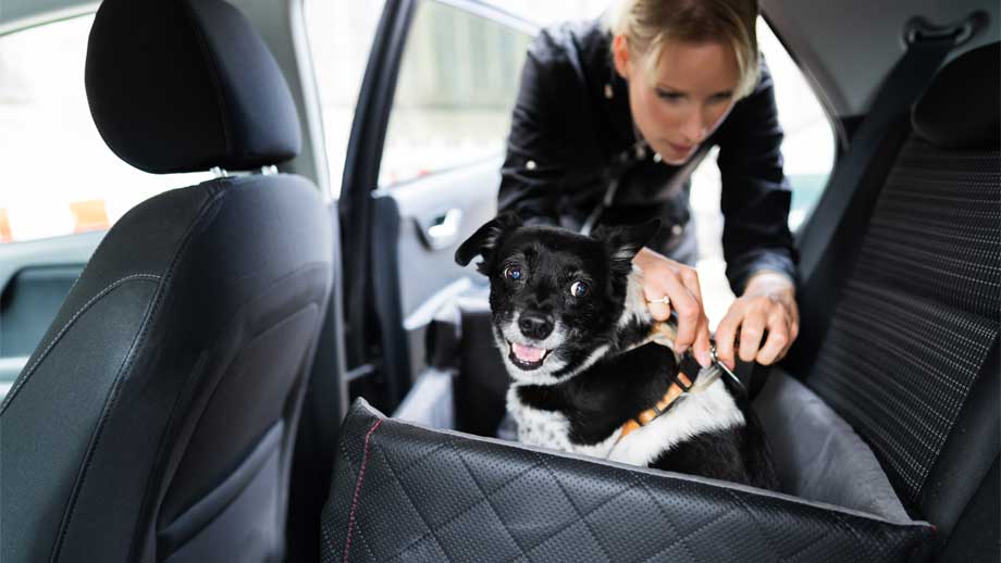 Darf man drei mittel große Hunde in einem Kofferraum transportieren? (Auto,  Hund, Haustiere)