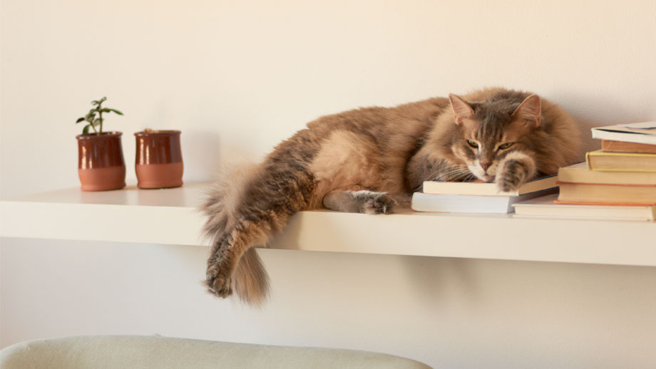 Langhaarkatze und Regal