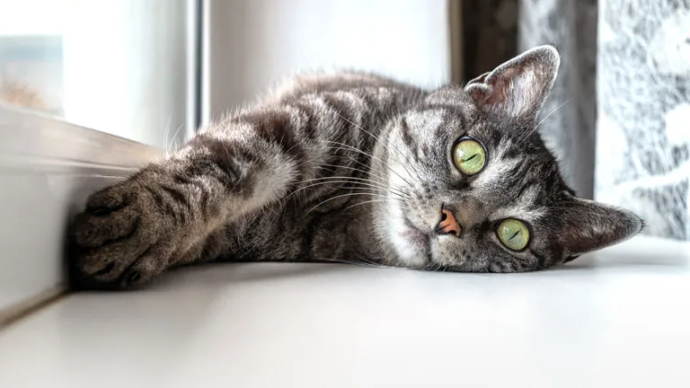 Typisch Katzenmensch Oder Katze Auf Fensterbrett