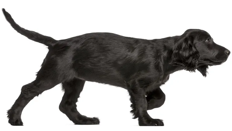 Typisch Katzenmensch Oder Der Schwarze Cocker Spaniel