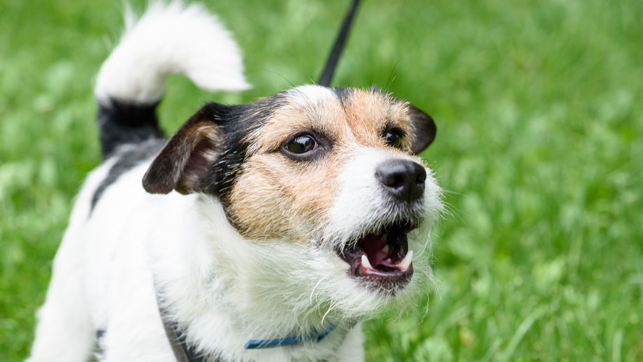 Bellender kleiner Terrier