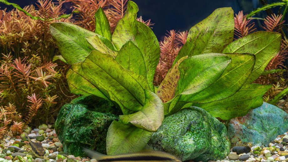 Aquarium mit Wasserpflanze
