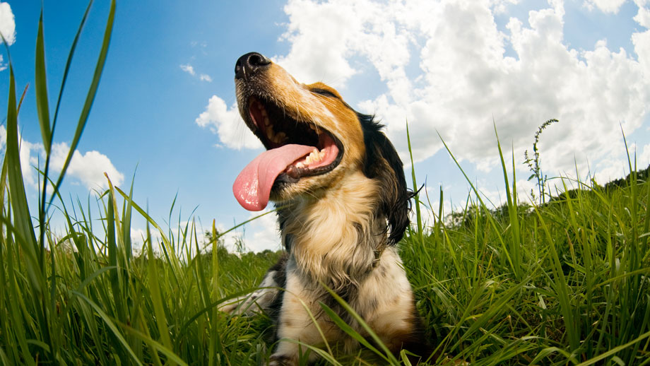 Hechelnder Hund