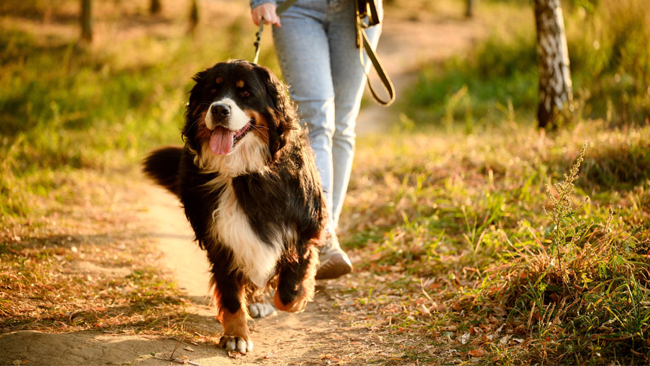 Großer Hund beim Spaziergang